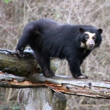 Sumaco, the female spectacled bear, is HuBÄRt's new companion at Herberstein Wildlife Park