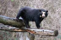 Sumaco, the female spectacled bear, is HuBÄRt's new companion at Herberstein Wildlife Park