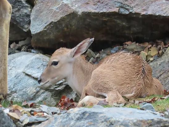Baby Boom at Herberstein Wildlife Park