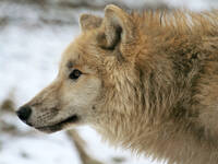Hudson Bay Wolf