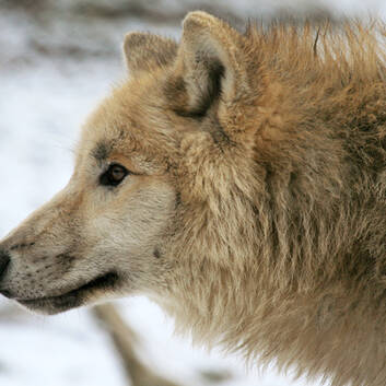 Hudson Bay Wolf