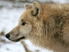 Hudson Bay Wolf