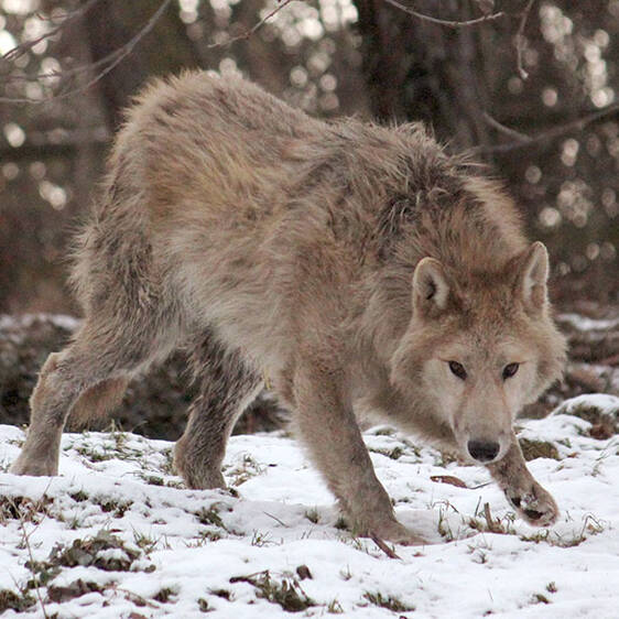 Hudson Bay Wolf in Styria