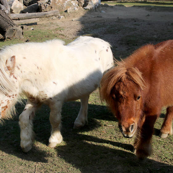 Mini Appaloosa