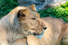 The Lion in Gerberstein's Animal World
