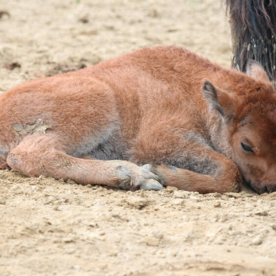 Bison at the zoo in Styria