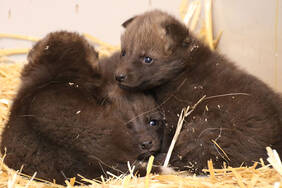 Maned Wolf Cubs at Herberstein Wildlife Park