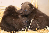Maned Wolf Cubs at Herberstein Wildlife Park