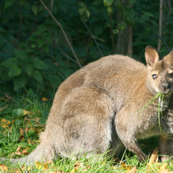 Bennett's Kangaroo