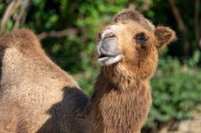 The Camel in Gerberstein's World of Animals