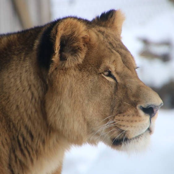 African Lion in Styria