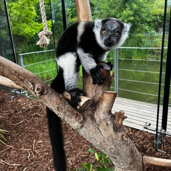 Black-and-white Vari in Styria