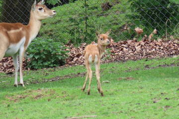 Baby Animals in Styria