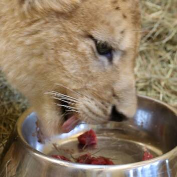 Lion Feeding at Herberstein Wildlife Park