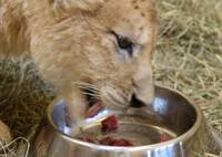 Lion Feeding at Herberstein Wildlife Park