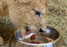 Lion Feeding at Herberstein Wildlife Park Lion Feeding at Herberstein Wildlife Park