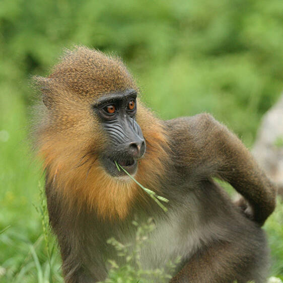 Mandrill in Styria