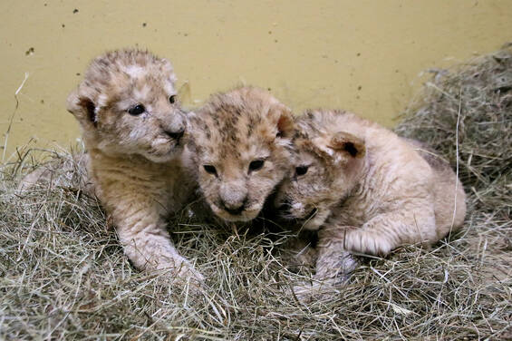 Royal Offspring of the Herberstein Animal Kingdom