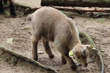 Baby Animals in Styria