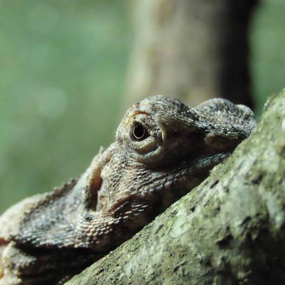 Head of a frilled lizard at Tierwelt Herberstein