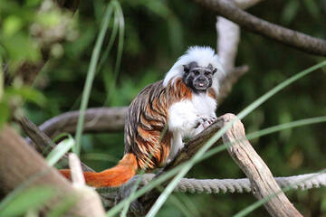 Lisztaffe at Herberstein Wildlife Park