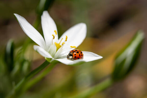 Ladybugs in the insect hotel at Tierwelt Herberstein