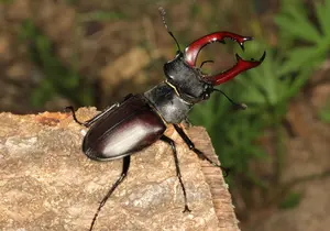 Stag Beetle