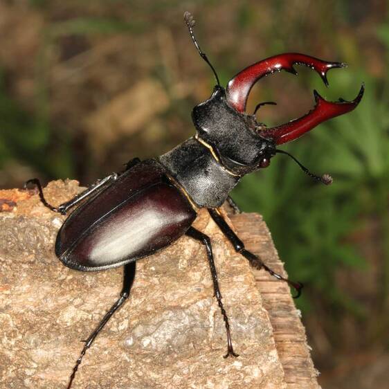 Stag Beetle at Tierwelt Herberstein (c) Erwin Holzer