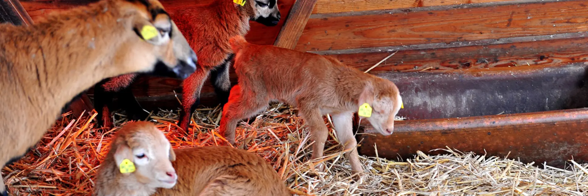 Petting Zoo in Winter at Tierwelt Herberstein