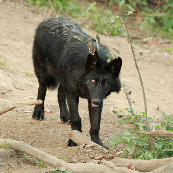 Timberwolf in Styria
