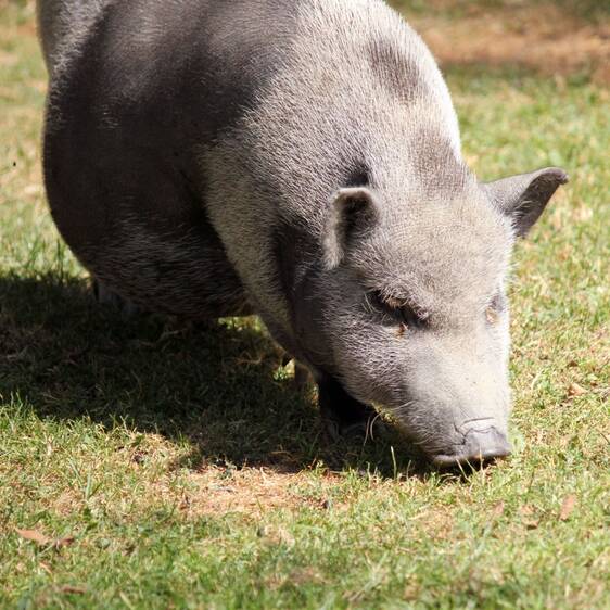 Mini pig at the petting zoo