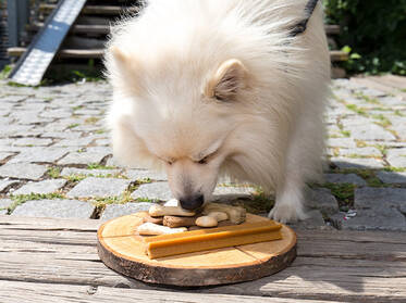 Dog Snacks