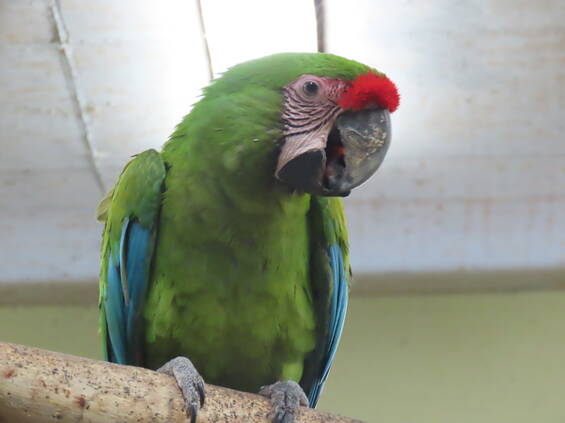 Species Conservation at Tierwelt Herberstein