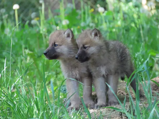 The Herberstein wolf pack is growing