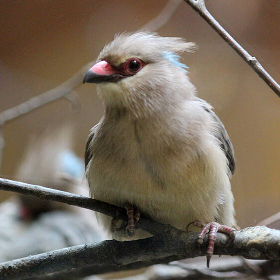 Blue-necked Mousebird