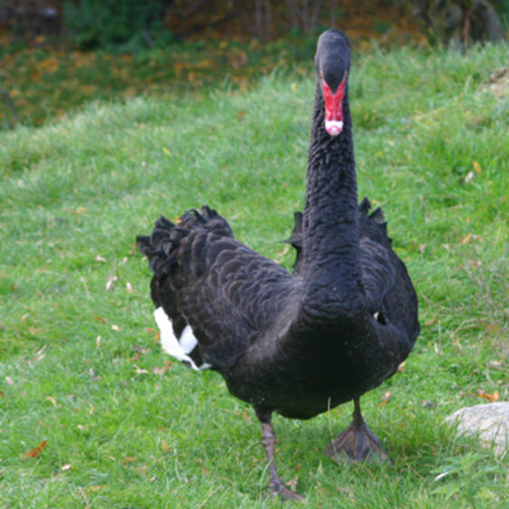 Mourning Swan