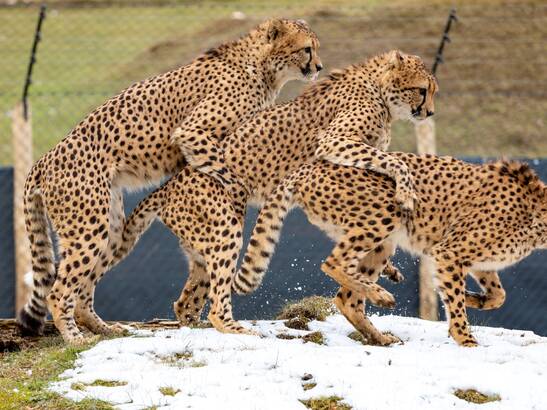 Cheetahs in the outdoor enclosure at Tierwelt Herberstein