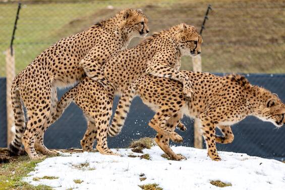 Cheetah at Herberstein Wildlife Park