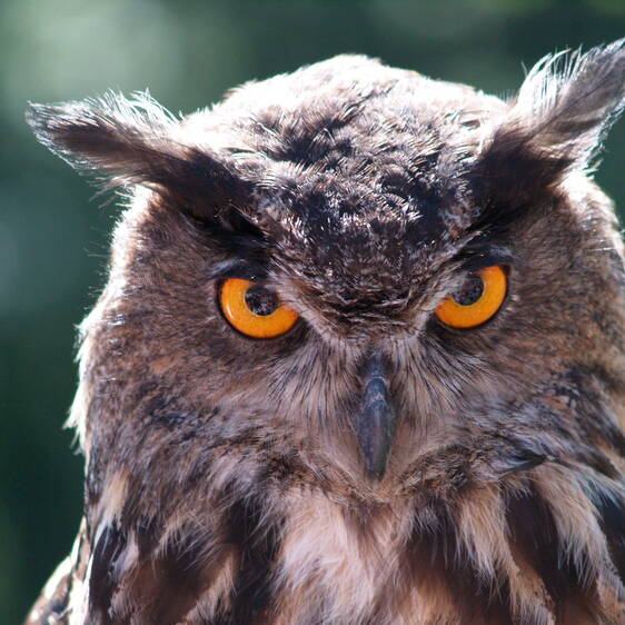 Eagle owl at Tierwelt Herberstein (c) Paulwip | pixelio.de