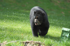 Spectacled Bear at Herberstein Wildlife Park
