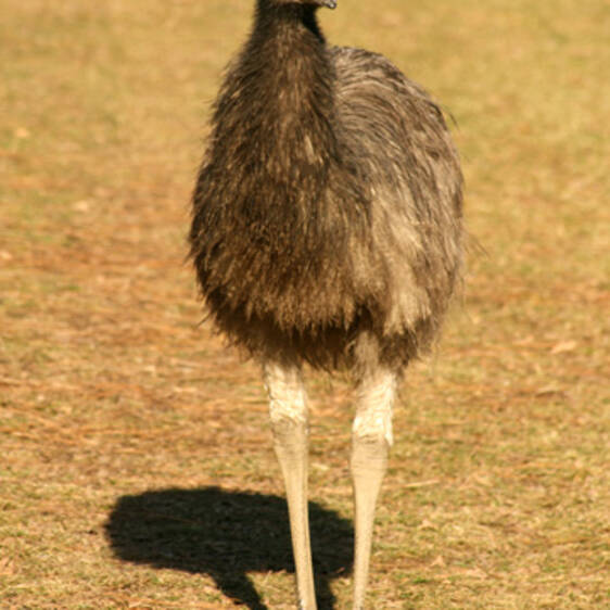 Emu, Continent: Australia