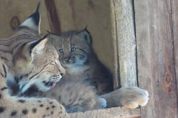 Lynx cubs at Tierwelt Herberstein.