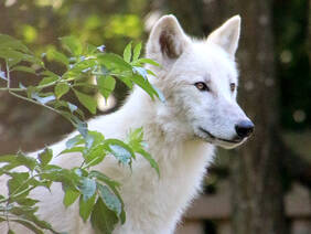 Bjelle, the Arctic Wolf