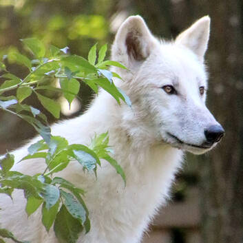 Bjelle, the Arctic Wolf