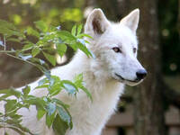 Bjelle, the Arctic Wolf