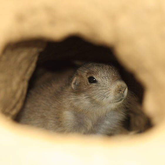Prairie Dog in Styria