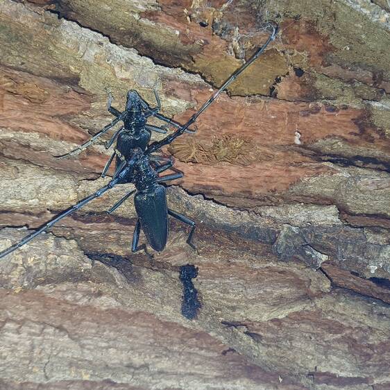 Great capricorn beetle at Tierwelt Herberstein (c) Lattinger