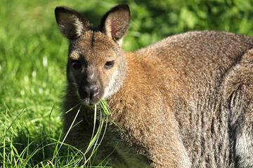 Kangaroo at Herberstein Wildlife Park