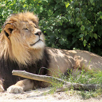 Simba the Lion (c) Rebecca Stessl