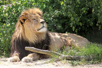 Simba the Lion (c) Rebecca Stessl